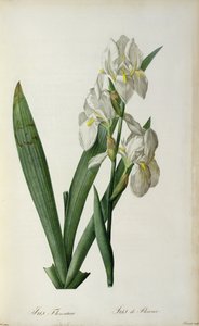 Iris Florentina, from 